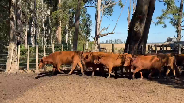 Lote 50 Vacas de invernar en Corrientes, Virasoro