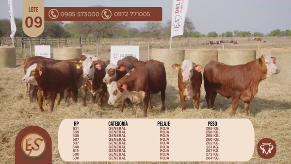 Lote TERNERAS BRAFORD GENERAL
