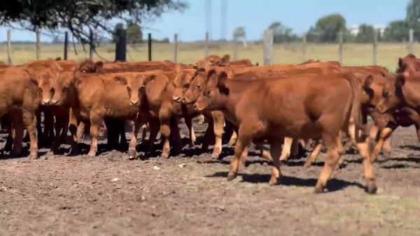 Lote 51 Terneros