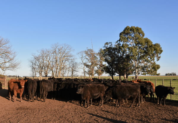Lote VAQ PARTO OTOÑO