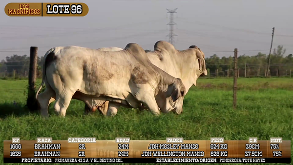 Lote LOTE 96