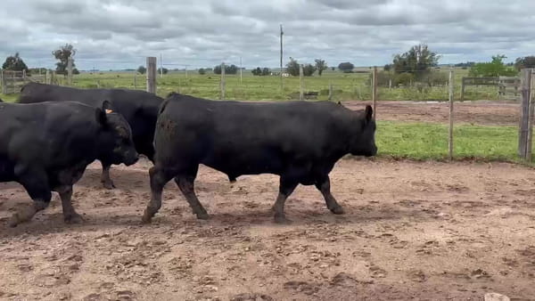 Lote Birriel Hnos / Doña Adela Angus Lote 2