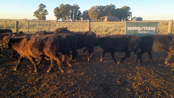 Lote 40 Terneros/as en Laprida