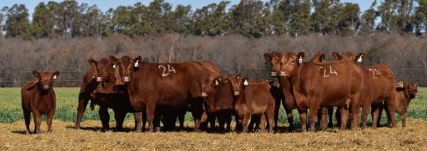 Lote VACAS ANGUS PC