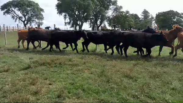 Lote 21 Vaquillonas 1 a 2 años 11 AA,  8 RA,  2 AA x HE 270kg -  en BALTASAR BRUM