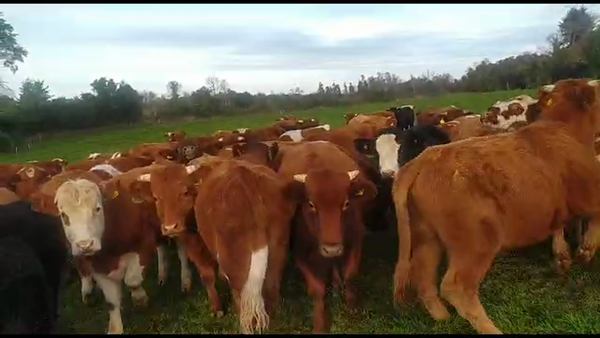 Lote 50 Novillo Engorda en Paillaco, XIV Región Los Ríos