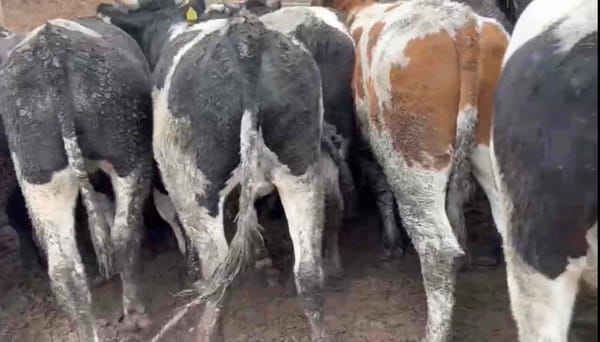 Lote 30 Novillo Gordo en Melipilla, Región Metropolitana