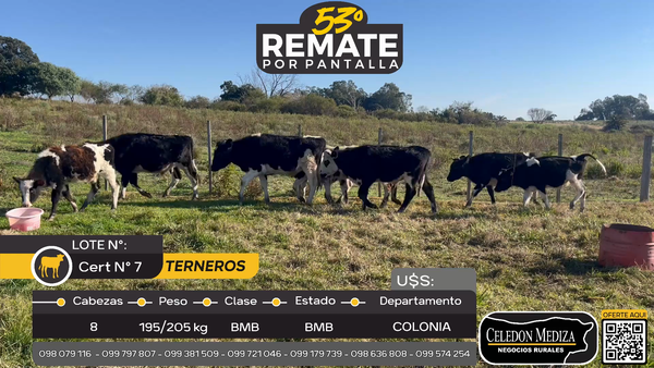 Lote 8 Terneros en Carmelo, Colonia