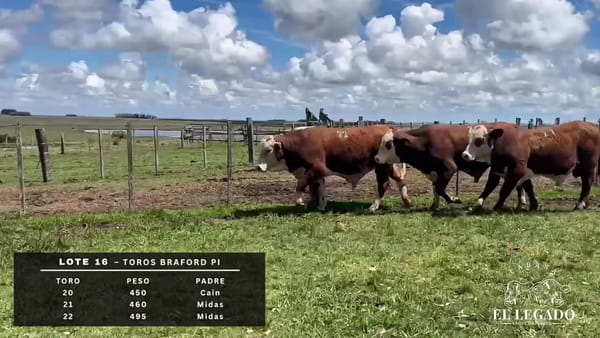 Lote Toro Braford PI
