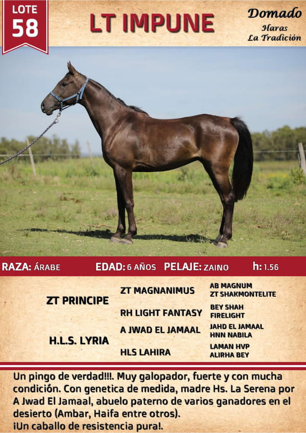 Lote LT IMPUNE