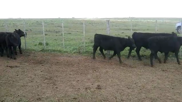 Lote 30 Terneros en Coronel Pringles, Buenos Aires