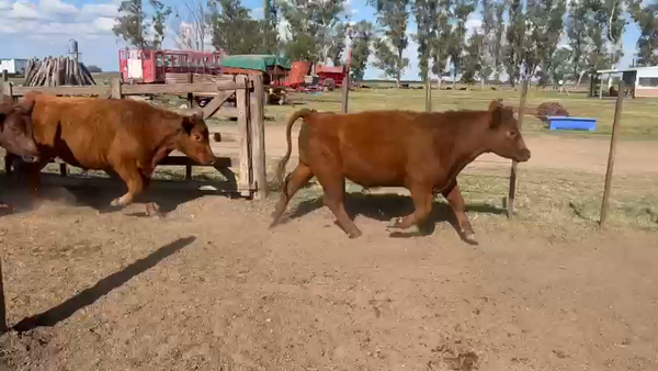 Lote 63 Novillitos en Lincoln, Buenos Aires