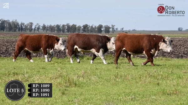 Lote Don Roberto -  POLLED HEREFORD  2  1/2   años  (febrero 2024)