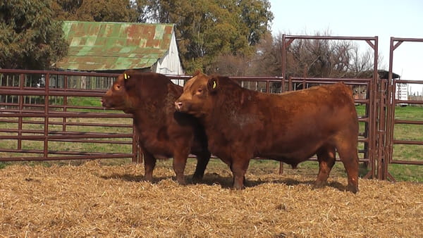 Lote "Toros ""SANTA ROSA"""