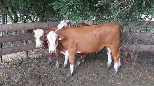 Lote 3 Vaquillonas  Hereford en Ruta 3 Km 85