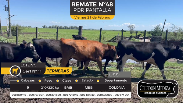 Lote 9 Terneras en Otra Localidad, Colonia