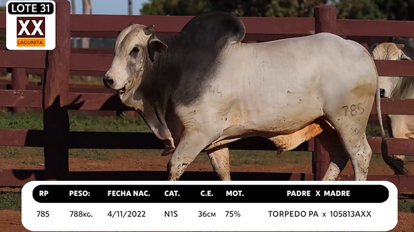 Lote LOTE 31