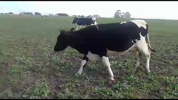 Lote 1 vaquillonas holando parida