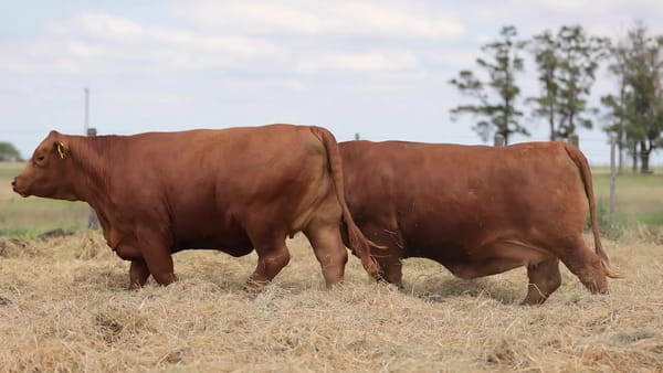 Lote Vaquillonas Brangus Gen. Avanzadas - Preñadas - Cabaña Los Guasunchos