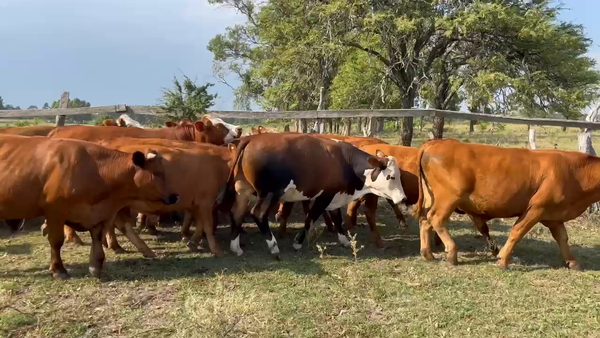 Lote 23 Novillitos en Corrientes, Mocoretá