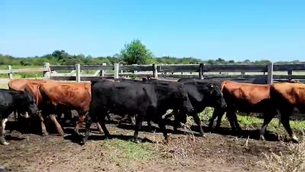 Lote 30 Terneros en Villaguay, Entre Ríos