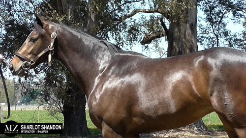 Lote SHARLOT SHANDON (INTERACTION - SHAMPEIN)