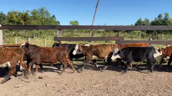 Lote 70 Terneros/as en Bella Vista, Corrientes