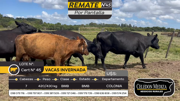 Lote 7 Vacas de Invernada en Carmelo, Colonia