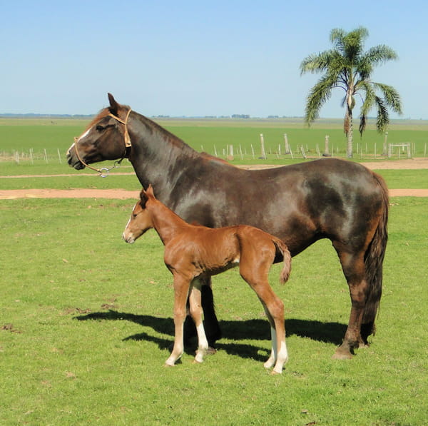 Lote Criollos da Fronteira Cañada Xupeta RP: 176