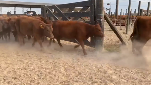 Lote 120 Terneros/as en Gral. Las Heras, Buenos Aires