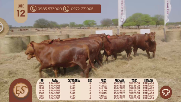 Lote VAQUILLAS CBO 4 PREÑADAS
