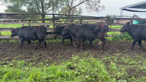 Lote VAQUILLONAS 1 a 2 AÑOS