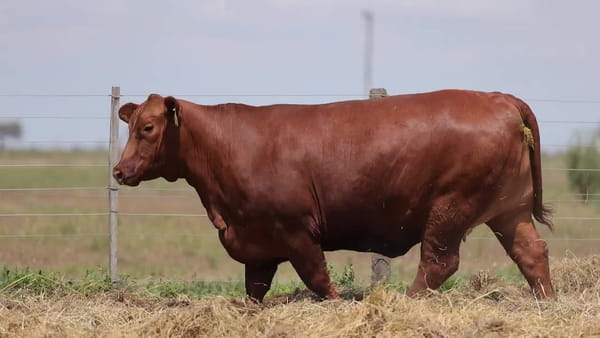 Lote Vaquillonas Brangus Gen. Avanzadas - Preñadas - Cabaña Los Guasunchos