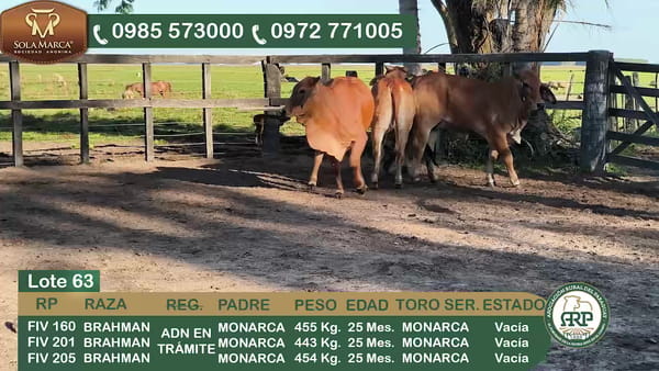Lote 3 Hembras BRAHMAN, Ñeembucú