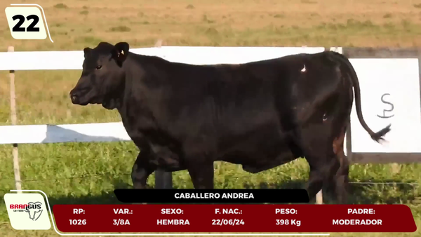 Lote LOTE 22 - JUNIOR