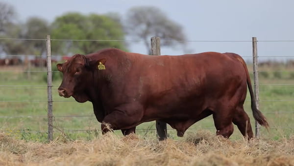 Lote Toros Brangus - Cabaña Los Guasunchos