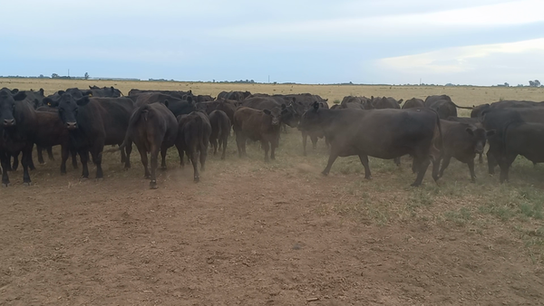 Lote 75 Terneros en Chivilcoy