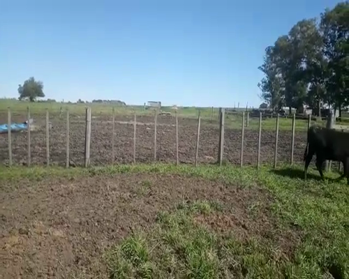 Lote 2 Terneras AA 200kg - , San José