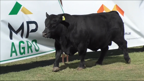 Lote Toro Aberdeen Angus PC Negro C 131 - Cabaña Don Jacobo