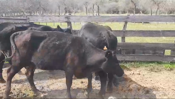 Lote (Vendido)6 Piezas de cría ANGUS en POLANCOS