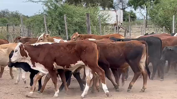 Lote 56 Terneros/as en Tintina, Santiago del Estero