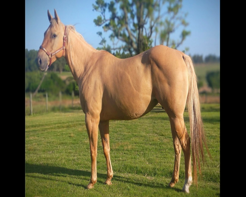 Lote VDA SOLENA CHEX