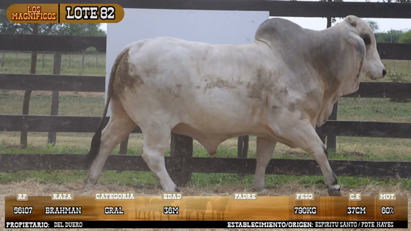 Lote LOTE 82 - PANTALLA