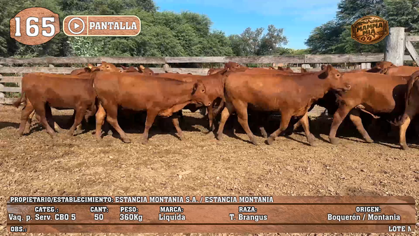 Lote LOTE 165 - PANTALLA