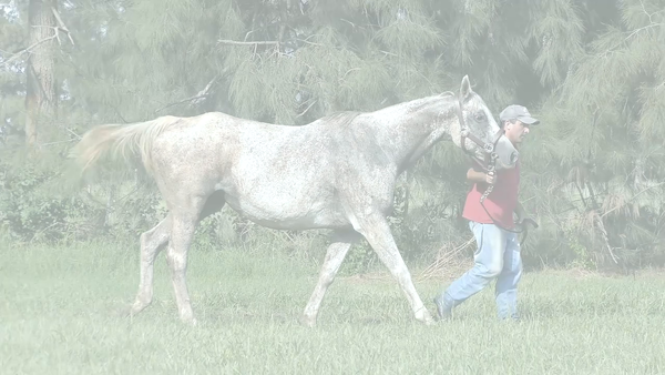 Lote . SEPARADORA (EXCHANGE RATE – SEMBLADORA)  Preñez por HIPPER HAPPY