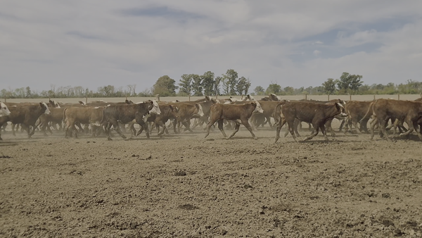 Lote 120 Terneros