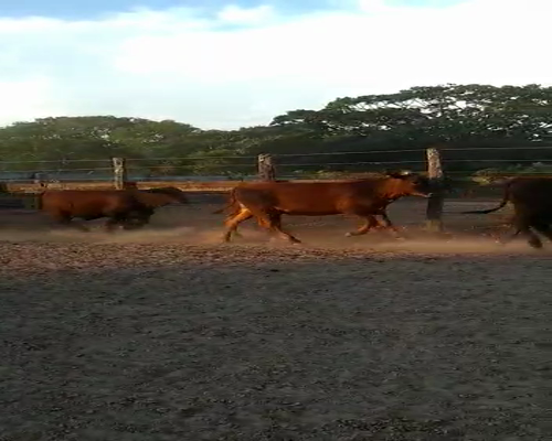 Lote 75 Terneras en Misión San Fco., Formosa