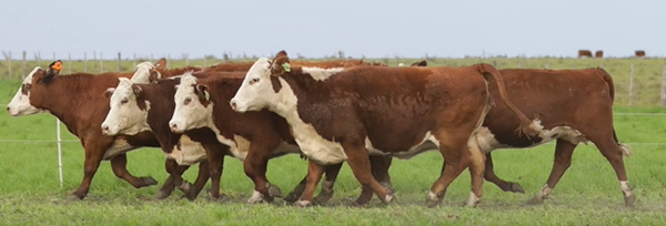 Lote VIENTRES PREÑADOS(CORRAL 47)