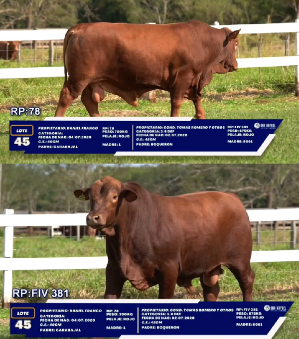 Lote LOTE 45 - DUO