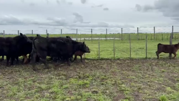 Lote 10 Vaquillonas C/ cria